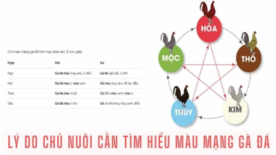 Khám phá sự phong phú của màu mạng đá gà cực đặc sắc