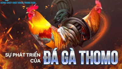 Các kỹ thuật chơi đá gà Thomo mang lại chiến thắng đến 99%